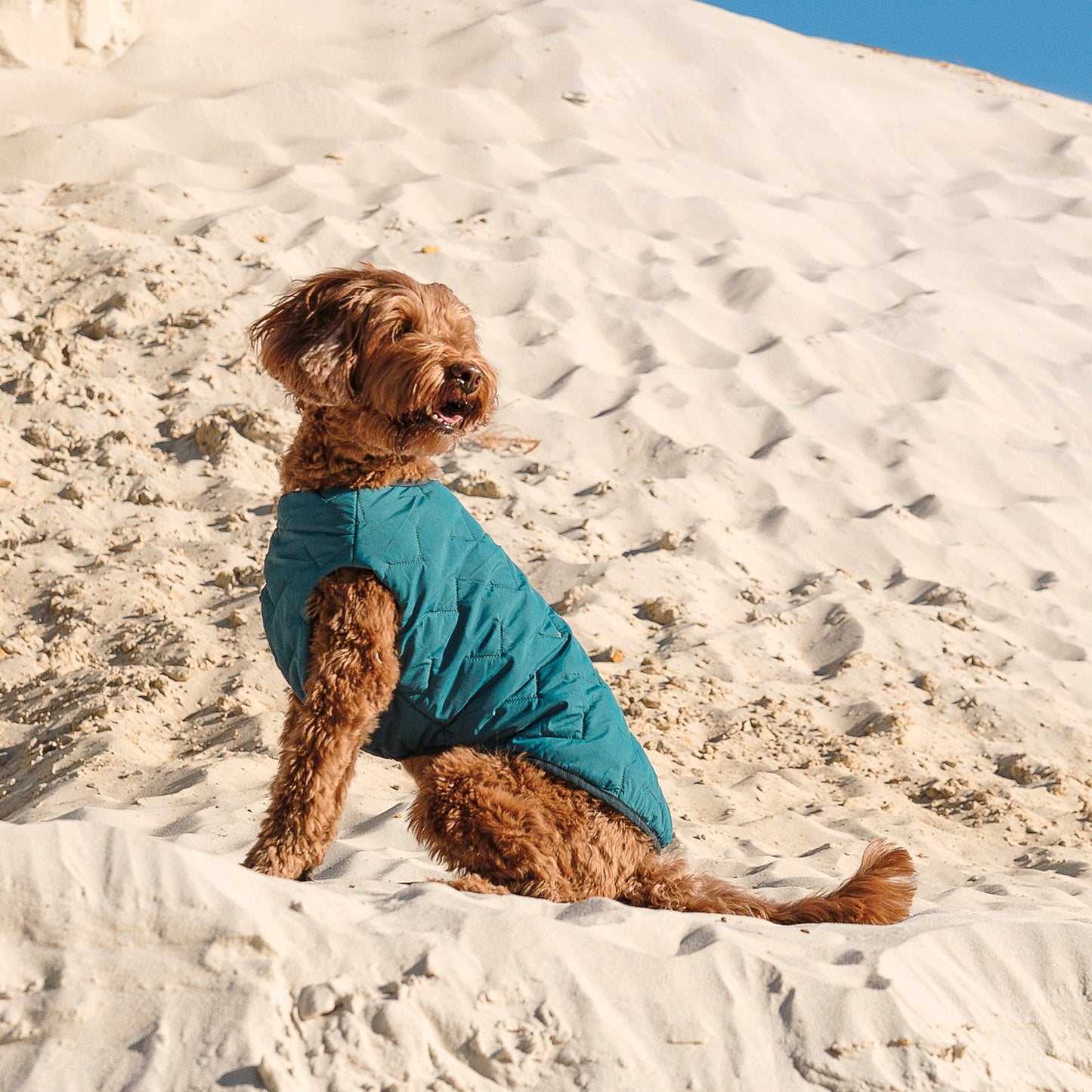 Sustainable Eco-Friendly Dog Jacket / Vest