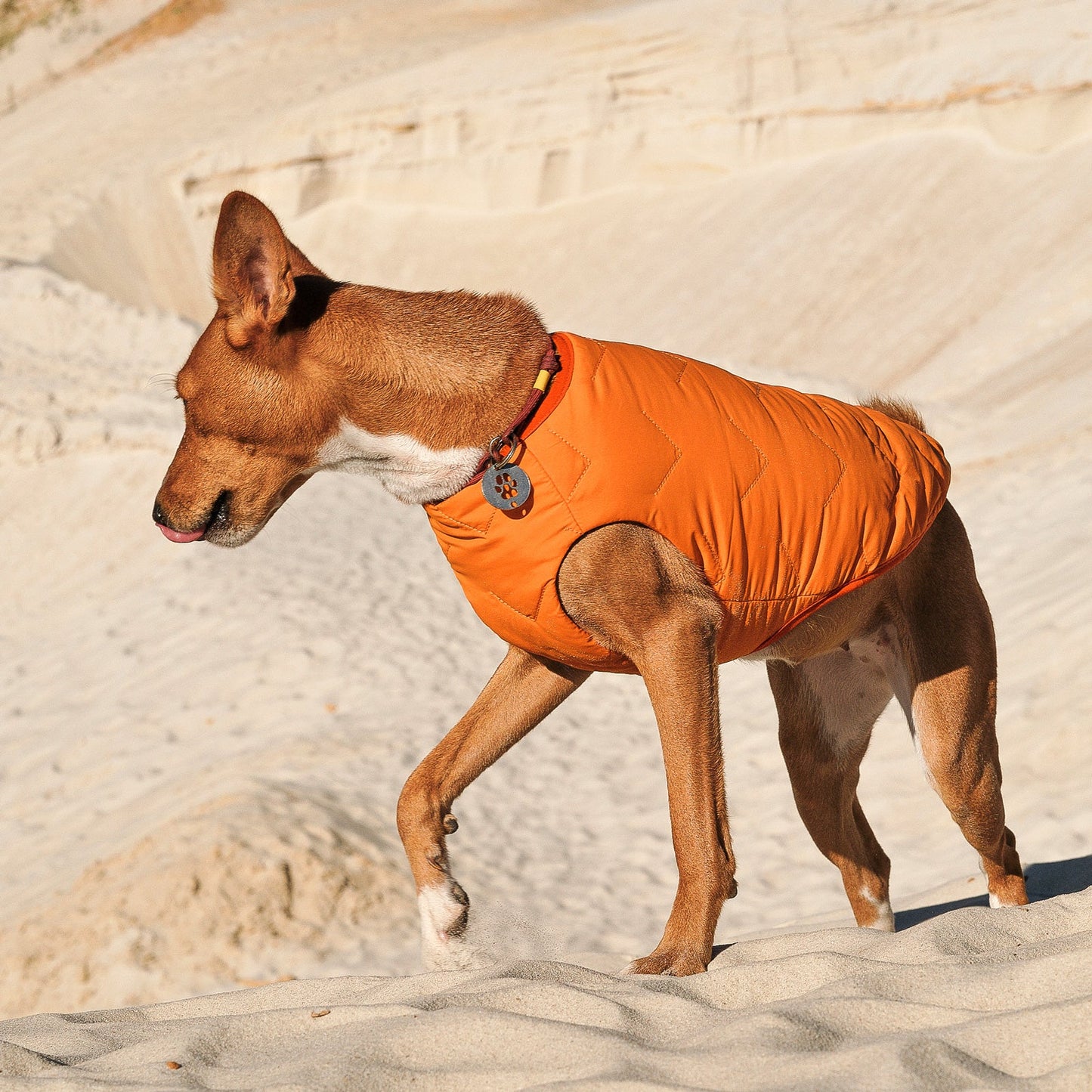 Sustainable Eco-Friendly Dog Jacket / Vest