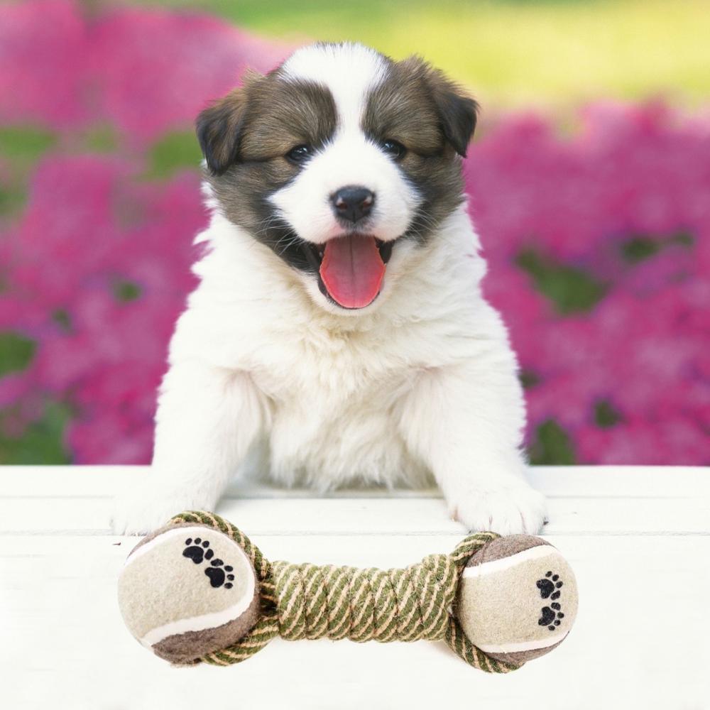 a small dog is sitting on a bench 