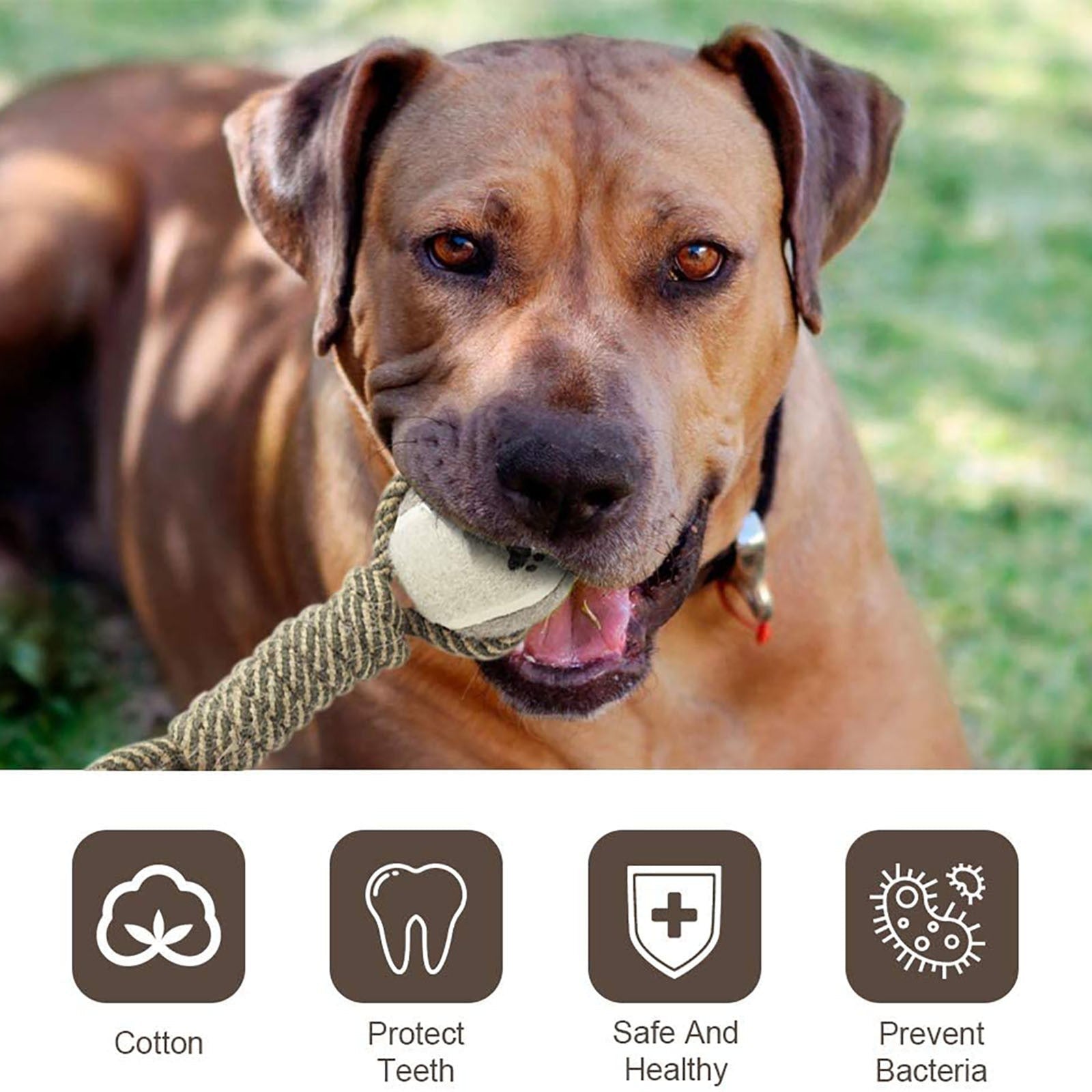 a close up of a dog with a frisbee in its mouth 