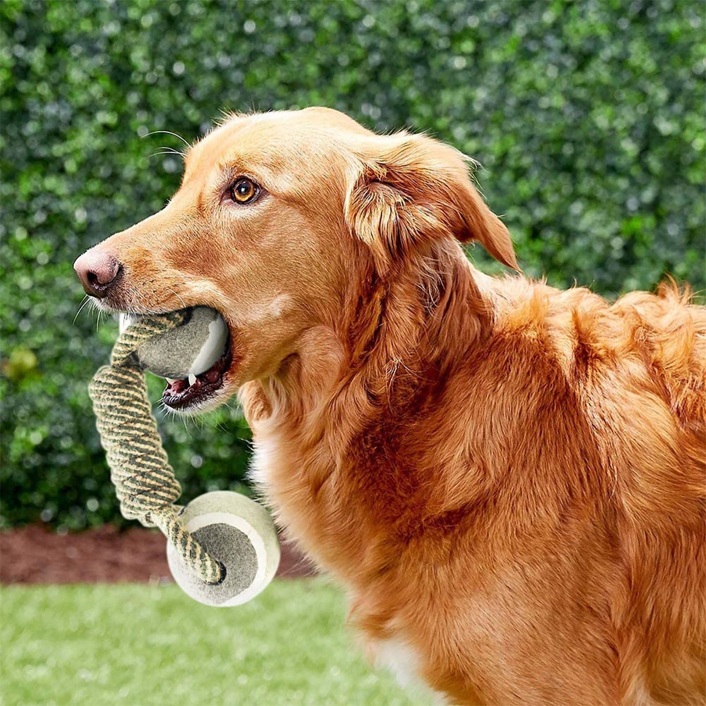 a dog that is holding a frisbee in its mouth 