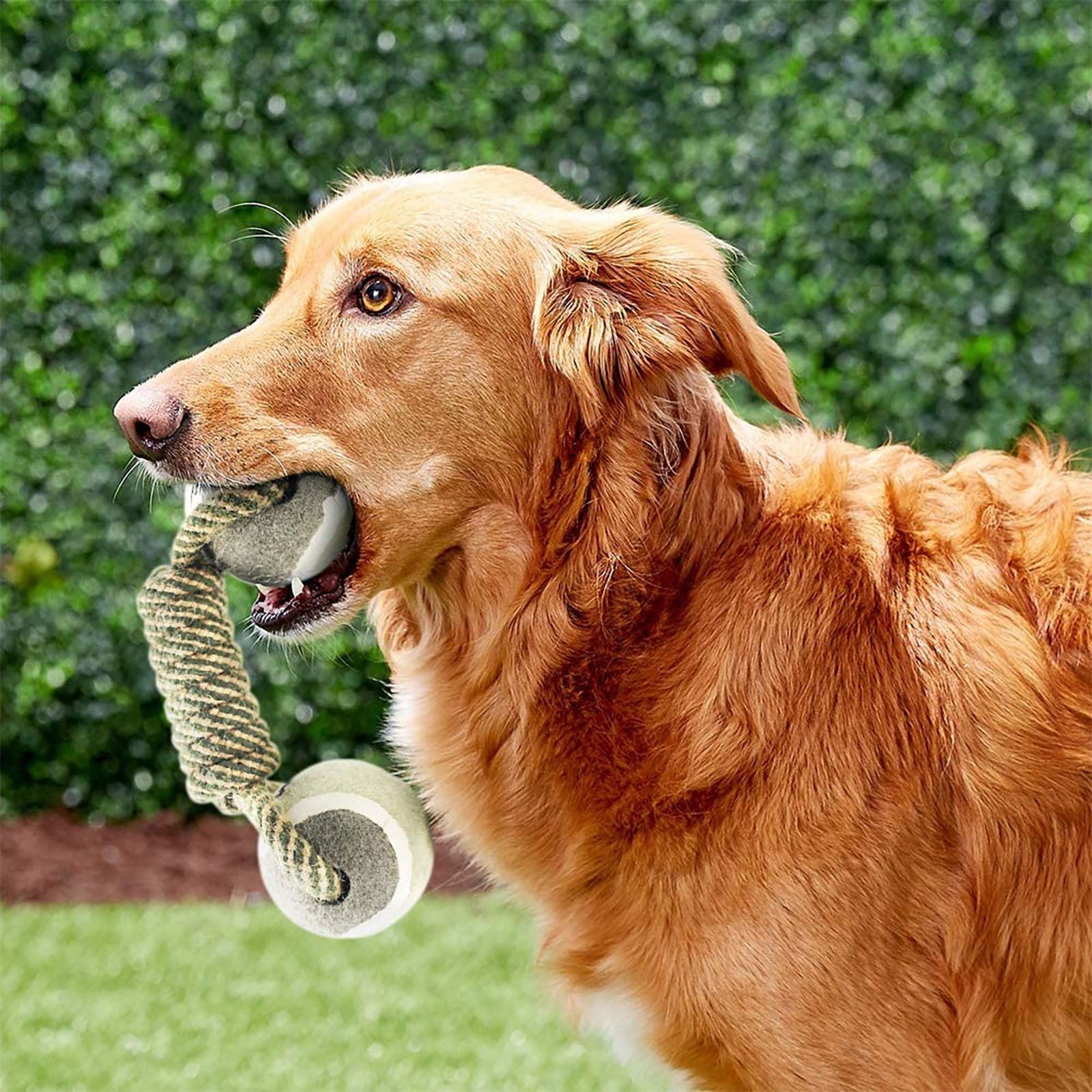 a dog that is holding a frisbee in its mouth 